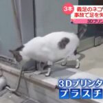 希腊兽医活用3D打印技术 让因事故单腿猫重新行走